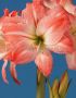 HIPPEASTRUM (AMARYLLIS UNIQUE) DOUBLE FLOWERING ‘GIANT AMADEUS‘ 34/36 CM. (12 P.WOODEN CRATE)
