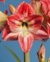 HIPPEASTRUM (AMARYLLIS UNIQUE) LARGE FLOWERING ‘SPOTTED QUEEN‘ 34/36 CM. (6 P.OPEN TOP BOX)