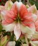 HIPPEASTRUM (AMARYLLIS UNIQUE) XL FLOWERING ‘GRANDISE FANTASY‘ 34/36 CM. (6 P.OPEN TOP BOX)