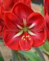 HIPPEASTRUM (AMARYLLIS UNIQUE) LARGE FLOWERING ‘HAPPY GRANDISE‘ 34/36 CM. (30 P.CARTON)