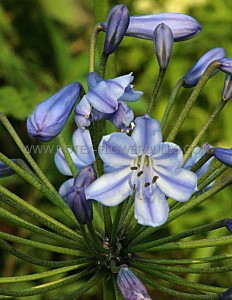 AGAPANTHUS (LILY OF THE NILE) ‘BLUE DONAU‘ I (25 P.OPEN TOP BOX)