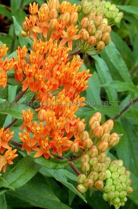 ASCLEPIAS (BUTTERFLY WEED) TUBEROSA I (25 P.BAG)