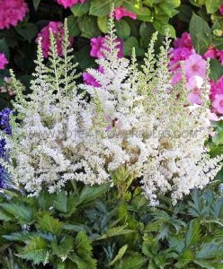 ASTILBE CHINENSIS ‘VISIONS IN WHITE‘ ® 2/3 EYE (25 P.BAG)