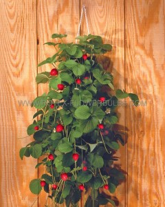 BAG O‘BLOOMS STRAWBERRY KIT: 10 EVERBEARING STRAWBERRY PLANTS, BAG O‘BLOOMS GROWER BAG WITH HANDLE -