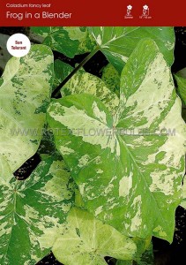 CALADIUM FANCY LEAVED ‘FROG IN A BLENDER‘ NO.2 (400 P.CARTON)