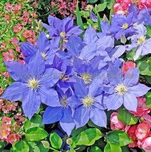 CLEMATIS ‘H.F. YOUNG‘ NO.1 - CL154 (5 P.VARIETY)