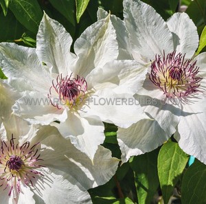 CLEMATIS ‘HENRYI‘ NO.1 - CL156 (5 P.VARIETY)