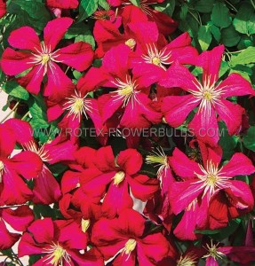 CLEMATIS ‘MADAME EDOUARD ANDRE‘ NO.1 - CL190 (5 P.VARIETY)