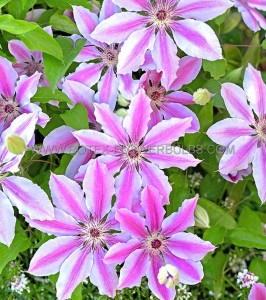 CLEMATIS ‘NELLY MOSER‘ NO.1 - CL214 (5 P.VARIETY)