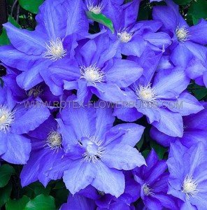 CLEMATIS ‘RHAPSODY‘ NO.1 - CL250 (5 P.VARIETY)