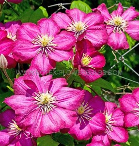 CLEMATIS ‘ROUGE CARDINAL‘ NO.1 - CL253 (5 P.VARIETY)