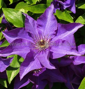 CLEMATIS ‘THE PRESIDENT‘ NO.1 - CL227 (5 P.VARIETY)