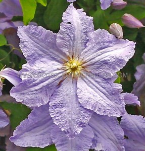 CLEMATIS ‘WILL GOODWIN‘ NO.1 - CL338 (5 P.VARIETY)