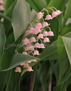 CONVALLARIA (LILY OF THE VALLEY) MAJALIS ‘ROSEA‘ PLANT PIPS I (25 P.BAG)