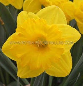 DAFFODIL (NARCISSUS) TRUMPET ‘EXCEPTION‘ 16-18 (150 P.PLASTIC TRAY)