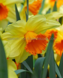 DAFFODIL (NARCISSUS) TRUMPET ‘FORTISSIMO‘ 12-14 (300 P.PLASTIC TRAY)