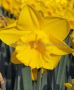 DAFFODIL (NARCISSUS) TRUMPET ‘KING ALFRED‘ TYPE 16-18 (150 P.WOODEN CRATE)