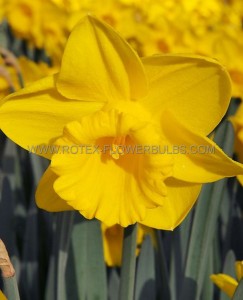 DAFFODIL (NARCISSUS) TRUMPET ‘KING ALFRED‘ TYPE 16-18 (150 P.PLASTIC TRAY)