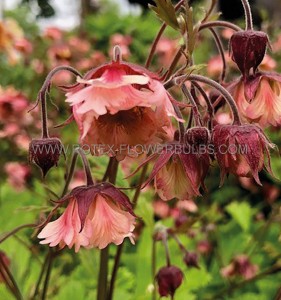 GEUM (CHOCOLATE ROOT) CENSATION ‘APRICOT PEARL‘ I (25 P.BAG)