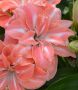 HIPPEASTRUM (AMARYLLIS) DOUBLE FLOWERING ‘LADY JANE‘ 34/36 CM. (6 P.OPEN TOP BOX)