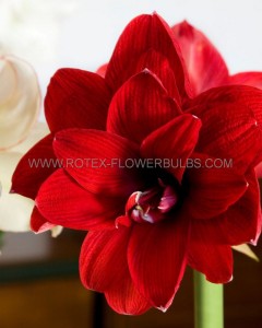 HIPPEASTRUM (AMARYLLIS) DOUBLE FLOWERING ‘RED PEACOCK‘ 34/36 CM. (12 P.WOODEN CRATE)