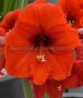 HIPPEASTRUM (AMARYLLIS) LARGE FLOWERING ‘ORANGE SOUVEREIGN‘ 34/36 CM. (6 P.OPEN TOP BOX)
