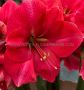 HIPPEASTRUM (AMARYLLIS) LARGE FLOWERING ‘PINK RIVAL‘ 34/36 CM. (12 P.WOODEN CRATE)