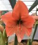 HIPPEASTRUM (AMARYLLIS) LARGE FLOWERING ‘RILONA‘ 34/36 CM. (6 P.OPEN TOP BOX)