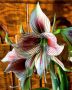 HIPPEASTRUM (AMARYLLIS SPECIALTY) BUTTERFLY ‘PAPILLIO‘ 24/26 CM. (18 P.WOODEN CRATE)
