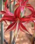 HIPPEASTRUM (AMARYLLIS SPECIALTY) CYBISTER ‘QUITO‘ 26/28 CM. (18 P.WOODEN CRATE)