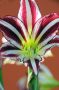 HIPPEASTRUM (AMARYLLIS SPECIALTY) TRUMPET ‘SANTIAGO‘ 26/28 CM. (18 P.WOODEN CRATE)