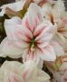 HIPPEASTRUM (AMARYLLIS UNIQUE) DOUBLE FLOWERING ‘AQUARO‘ 34/36 CM. (30 P.CARTON)
