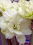 HIPPEASTRUM (AMARYLLIS UNIQUE) DOUBLE FLOWERING ‘MARILYN‘ 34/36 CM. (6 P.OPEN TOP BOX)