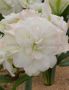HIPPEASTRUM (AMARYLLIS UNIQUE) DOUBLE FLOWERING ‘POLAR BELLE‘ 34/36 CM. (12 P.WOODEN CRATE)