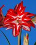 HIPPEASTRUM (AMARYLLIS UNIQUE) DOUBLE FLOWERING ‘SPLASH‘ 34/36 CM. (12 P.WOODEN CRATE)