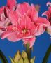 HIPPEASTRUM (AMARYLLIS UNIQUE) DOUBLE FLOWERING ‘SWEET NYMPH‘ 34/36 CM. (6 P.OPEN TOP BOX)