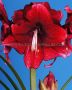 HIPPEASTRUM (AMARYLLIS UNIQUE) LARGE FLOWERING ‘DAPHNE‘ 34/36 CM. (6 P.OPEN TOP BOX)