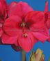 HIPPEASTRUM (AMARYLLIS UNIQUE) LARGE FLOWERING ‘LAGOON‘ 34/36 CM. (6 P.OPEN TOP BOX)