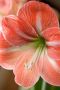 HIPPEASTRUM (AMARYLLIS UNIQUE) LARGE FLOWERING ‘NAGANO‘ 34/36 CM. (12 P.WOODEN CRATE)