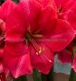 HIPPEASTRUM (AMARYLLIS UNIQUE) LARGE FLOWERING ‘PLEASURE‘ 34/36 CM. (12 P.WOODEN CRATE)