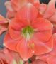 HIPPEASTRUM (AMARYLLIS UNIQUE) LARGE FLOWERING ‘ROSALIE‘ 34/36 CM. (6 P.OPEN TOP BOX)