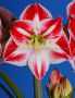 HIPPEASTRUM (AMARYLLIS UNIQUE) LARGE FLOWERING ‘SPARTACUS‘ 34/36 CM. (6 P.OPEN TOP BOX)