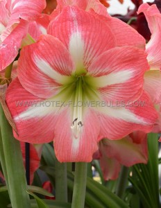 HIPPEASTRUM (AMARYLLIS UNIQUE) LARGE FLOWERING ‘STRONG KING‘ 34/36 CM. (12 P.WOODEN CRATE)
