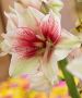 HIPPEASTRUM (AMARYLLIS UNIQUE) LARGE FLOWERING ‘TOSCA‘ 34/36 CM. (30 P.CARTON)