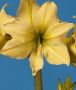 HIPPEASTRUM (AMARYLLIS UNIQUE) LARGE FLOWERING ‘YELLOW STAR‘ 34/36 CM. (12 P.WOODEN CRATE)