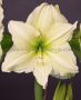 HIPPEASTRUM (AMARYLLIS UNIQUE) XL FLOWERING ‘LEMON GRANDISE‘ 34/36 CM. (12 P.WOODEN CRATE)