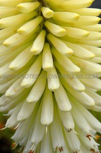 KNIPHOFIA (TORCH LILY) ‘ICE QUEEN‘ I (25 P.BAG)