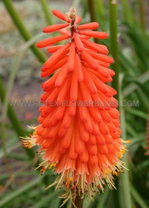 KNIPHOFIA (TORCH LILY) ‘RED HOT POKER‘ I (10 PKGS.X 1)