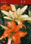 LILIUM ASIATIC DOUBLE ‘MUST SEE‘ 16/18 CM. (25 P.OPEN TOP BOX)