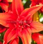 LILIUM ASIATIC DOUBLE ‘RED TWIN‘ 16/18 CM. (25 P.OPEN TOP BOX)